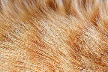 Ginger cat fur texture background. Pet hair background.