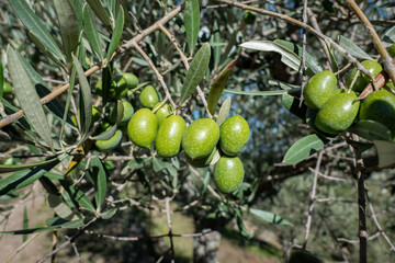 Oliveira com algumas azeitonas em fase de amadurecimento num dia de inverno
