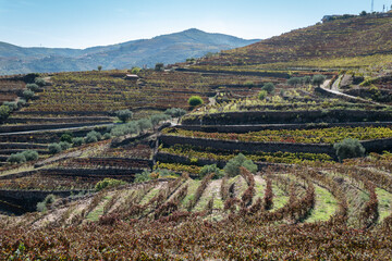 Entre montanhas, uma zona rural com algumas vinhas, com as cores típicas do Outono/Inverno Trás...