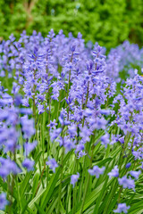 Perennial plants with vibrant petals thriving in a peaceful park. Closeup of colorful purple flowers in a garden. Spanish bluebell or hyacinthoides non scripta blossoming in nature during spring.