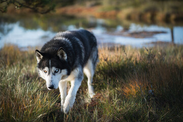 Husky dog ​​with multi colored eyes walk in nature.