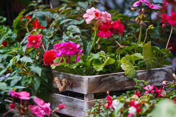 Different pink flowers in a wooden box. Garden show.