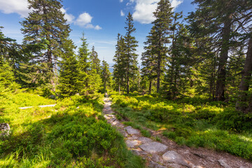 Mountain trail in the Karkonosze Mountains leading through a pine forest, mountain landscape.