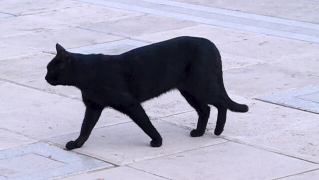Omen. A black cat crosses the photographer's path. Such an event is considered a harbinger of failure in eastern Europe. The video will not be sold