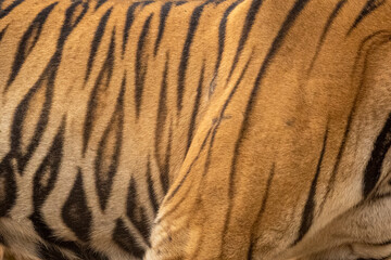 wild bengal male tiger or panthera tigris side profile skin stripes pattern background texture in orange repeated seamless black in jungle safari at forest of central india asia