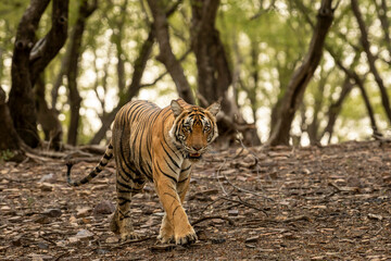 wild bengal female tiger or panthera tigris tigris closeup head on walking in natural scenic green background at ranthambore national park forest tiger reserve sawai madhopur rajasthan india asia