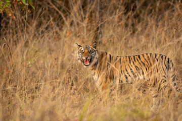 wild bengal female tiger or panthera tigris standing with angry face expression with eye contact...