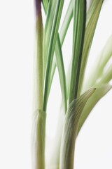 Purple crocus flowers. Isolated bright white background