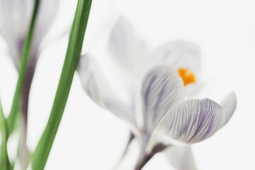Purple crocus flowers on isolated bright white background