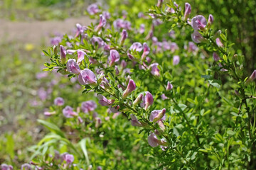 Cytisus purpureus