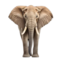 Foto op Canvas Strong elephant isolated on transparent or white background, png © Никита Жуковец