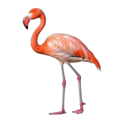 Fotobehang Side view of walking pink flamingo isolated on white © Lina