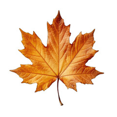 Autumn dry maple leaf isolated on white