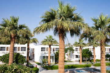 Fototapeta na wymiar White houses and palm trees
