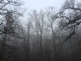 Bare trees in the forest surrounded by fog