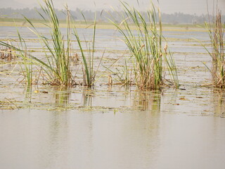 reeds on the river