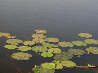 Obraz na płótnie Canvas lilies in the pond