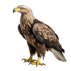 Obraz premium Eagle isolated on transparent background generative ai