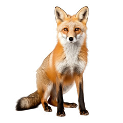 Fox isolated on transparent background generative ai