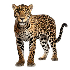 Jaguar isolated on transparent background generative ai