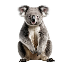 Koala isolated on transparent background generative ai 
