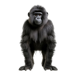 Fototapeta premium Monky isolated on transparent background generative ai 
