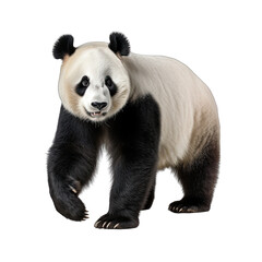 Panda isolated on transparent background generative ai 