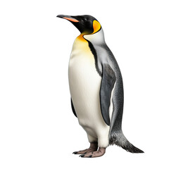 Fototapeta premium Penguin isolated on transparent background generative ai 