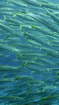 Vertical vedeo, Close-up of Many Barracuda floating in water column, Slow motion. Samera swims slowly through school of Yellow-tailed Barracuda (Sphyraena flavicauda) in blue water