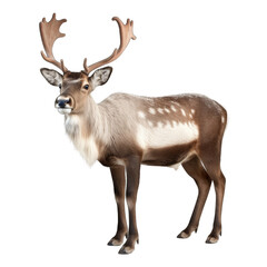 Naklejka na ściany i meble Reindeer isolated on transparent background generative ai 