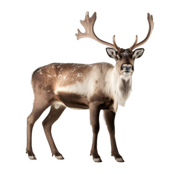Reindeer isolated on transparent background generative ai © GHart
