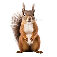 Squirrel isolated on transparent background generative ai 