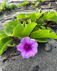 fleur de sable © Virginie