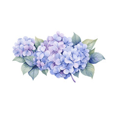 Beautiful bouquets with blue and purple hydrangea flowers watercolor paint on white background