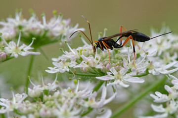 Ichneumon - hyménoptères, 