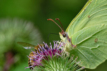 Citron - Gonepteryx rhamni - lépidoptères