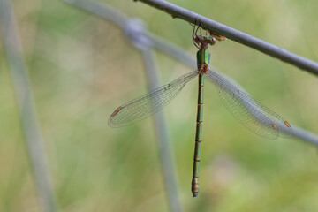 Chalcolestes viridis - leste vert - Chalcolestes 