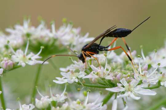 Ichneumon - hym&eacute;nopt&egrave;res, 