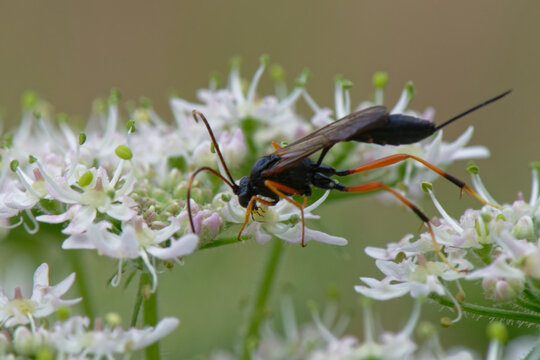 Ichneumon - hym&eacute;nopt&egrave;res, 