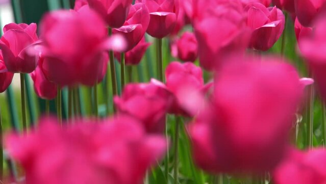 Pink tulips bloom in spring. Blur bokeh. Tulip flower nature. Floral background. Botanical garden. Flowering buds. Blooming mood. Beautiful aesthetic petal plant. The swaying of the wind. Sunny day.