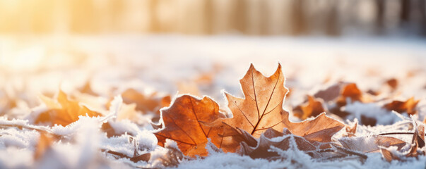 Beautiful frozen autumn maple leaves on the ground. Autumn winter background