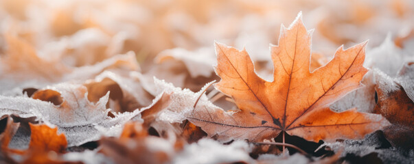 Beautiful frozen autumn maple leaves on the ground. Autumn winter background