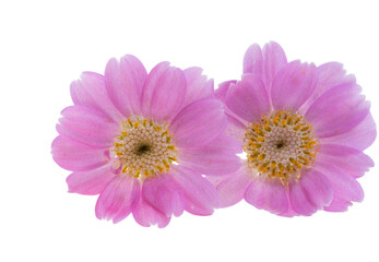 Obraz premium cineraria flowers isolated