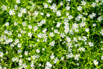 background of chickweed flowers in spring
