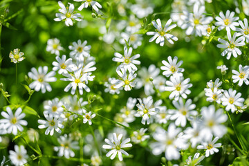 background of chickweed flowers in spring