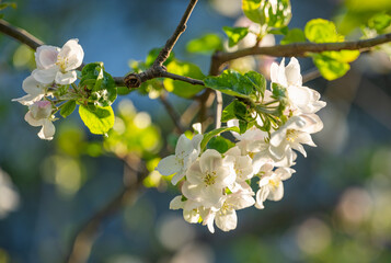 apple tree flowers on a tree in spring
