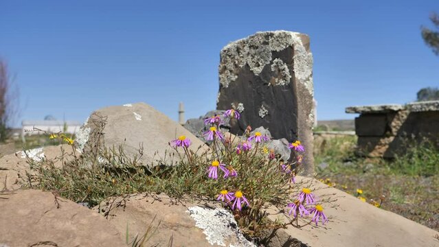 Small purple daisies grow from old grave with lichen on tombstone