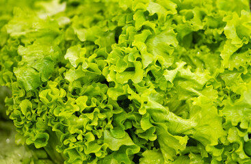 background of green lettuce leaves