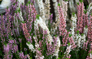 background of beautiful heather flowers