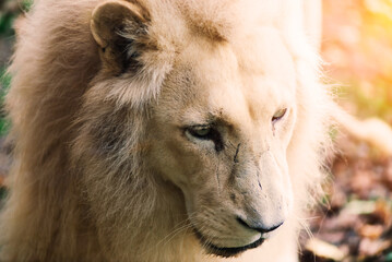 Closeup beautiful portrait of an African Lion.
